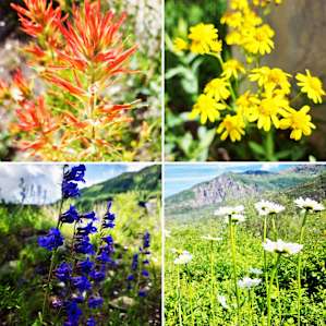 Wildflowers in Marble