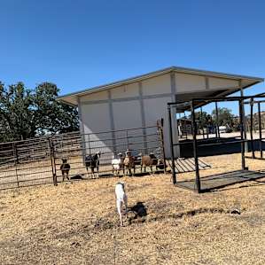Meeting the goats