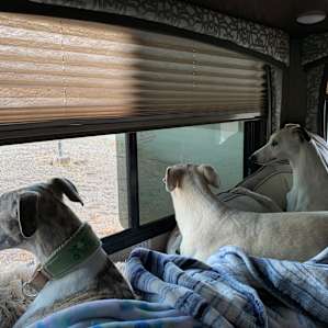 Watching the wild life