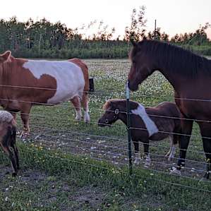 Critters of all sizes