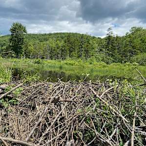 Blueberry Hill Field Camp Sites