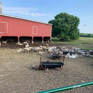 Camping with Unruly Goats