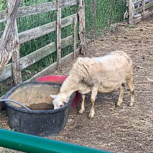 Camping with Unruly Goats