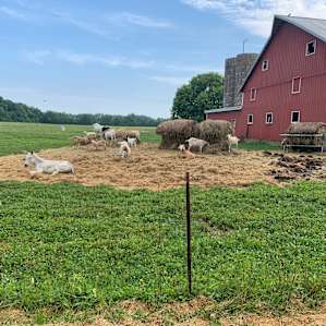 Camping with Unruly Goats