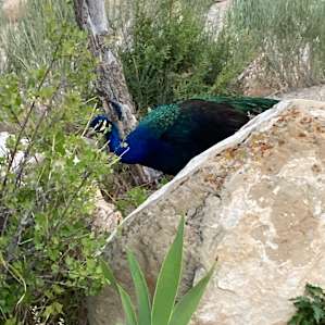 Peacocks wander the property as well