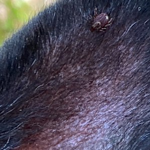blacklegged deer tick–the lyme type