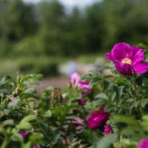 There are lovely perennial herb gardens behind the farm store that's open for wandering.