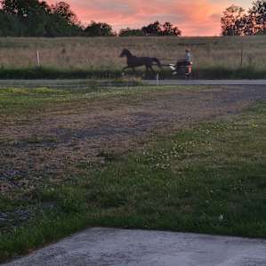 Buggy and the subset