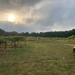 #1 - Hunt’s Hillside Vineyard-Foch