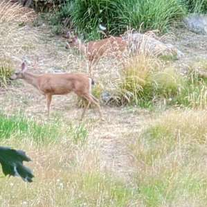 Deer wandering by as we were sitting outsude