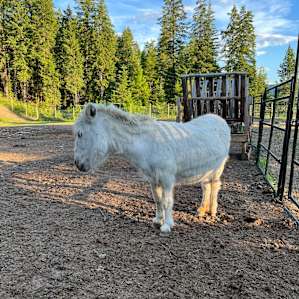 Ellison Funny Farm