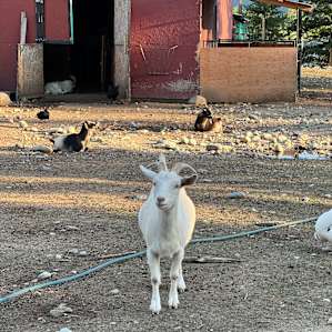 Ellison Funny Farm