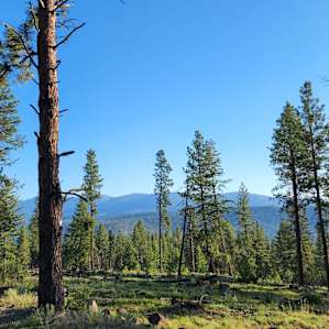 Towering Tamaracks