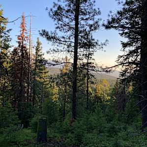Towering Tamaracks