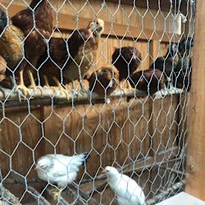 Green Street Family Farm stay