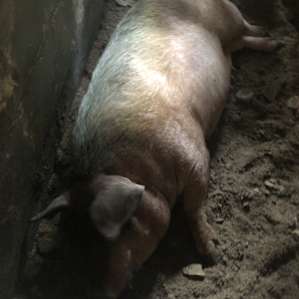 Green Street Family Farm stay