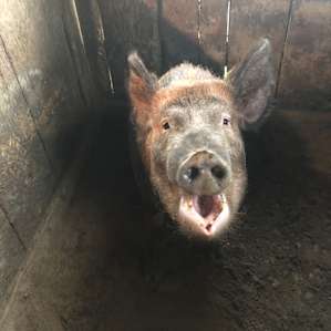 Green Street Family Farm stay