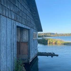 More swallows on Everett’s floating cabin