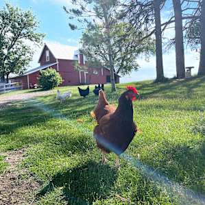 Yellow Medicine Farm Stay