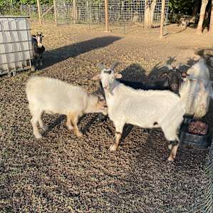 Goats, all the goats!!