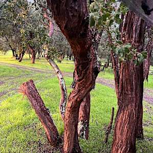 Perron Estate Camping