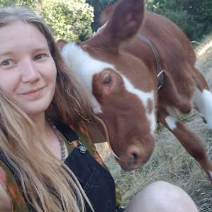 sweet Calf