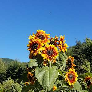 sunflower beauty