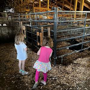 Baby cows that have visiting hours. :)