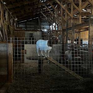 This goat’s name is Cher!!