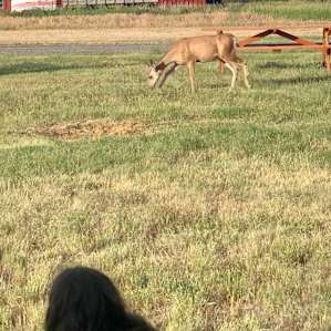 One of many camp visitors.