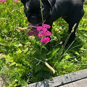 Lots of wild flowers and great spot for our dog to roam