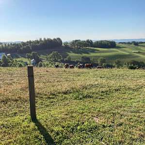 Alpaca's of Fairhawk