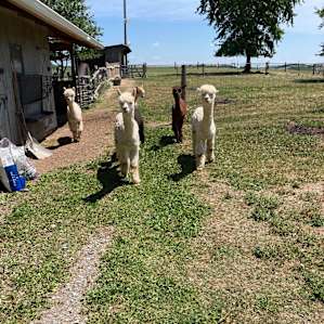 Alpaca's of Fairhawk