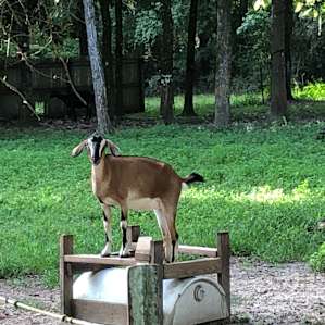 Goat House Farm - Tiny Cottage
