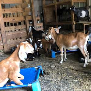 Goat House Farm - Tiny Cottage