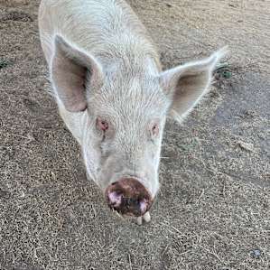 Tiny House on Farm Sanctuary
