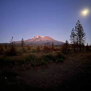 Shasta Juniper High Desert