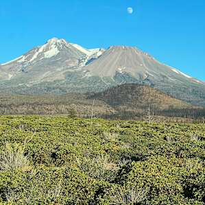 Shasta Juniper High Desert