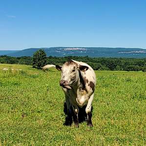 Mohonk Mountain View Farm