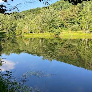 View of the pond