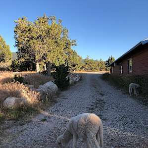 Roaming lambs!