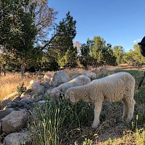 Roaming lambs!