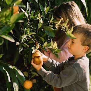 The kids loved picking oranges with Greg