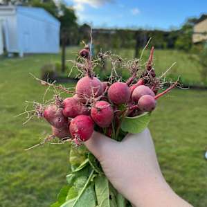 Pom shared some of her radishes with us