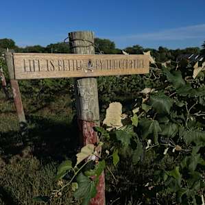 #2 Hunt’s Hillside Vineyard Concord