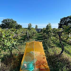 #2 Hunt’s Hillside Vineyard Concord