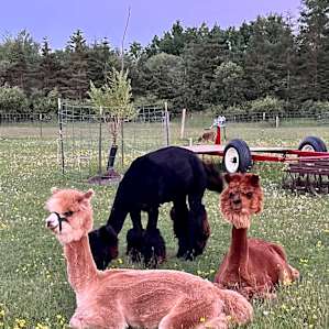 Camping with the Critters