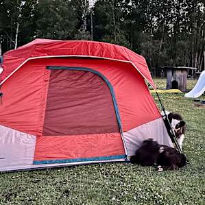 Camping with the Critters