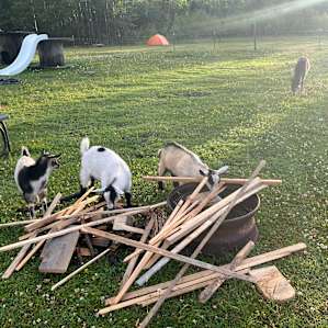 Camping with the Critters
