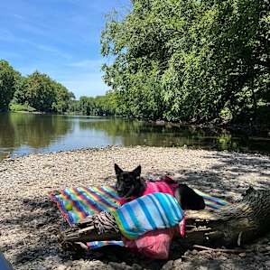 Our dog loving the water! Very pet friendly!
